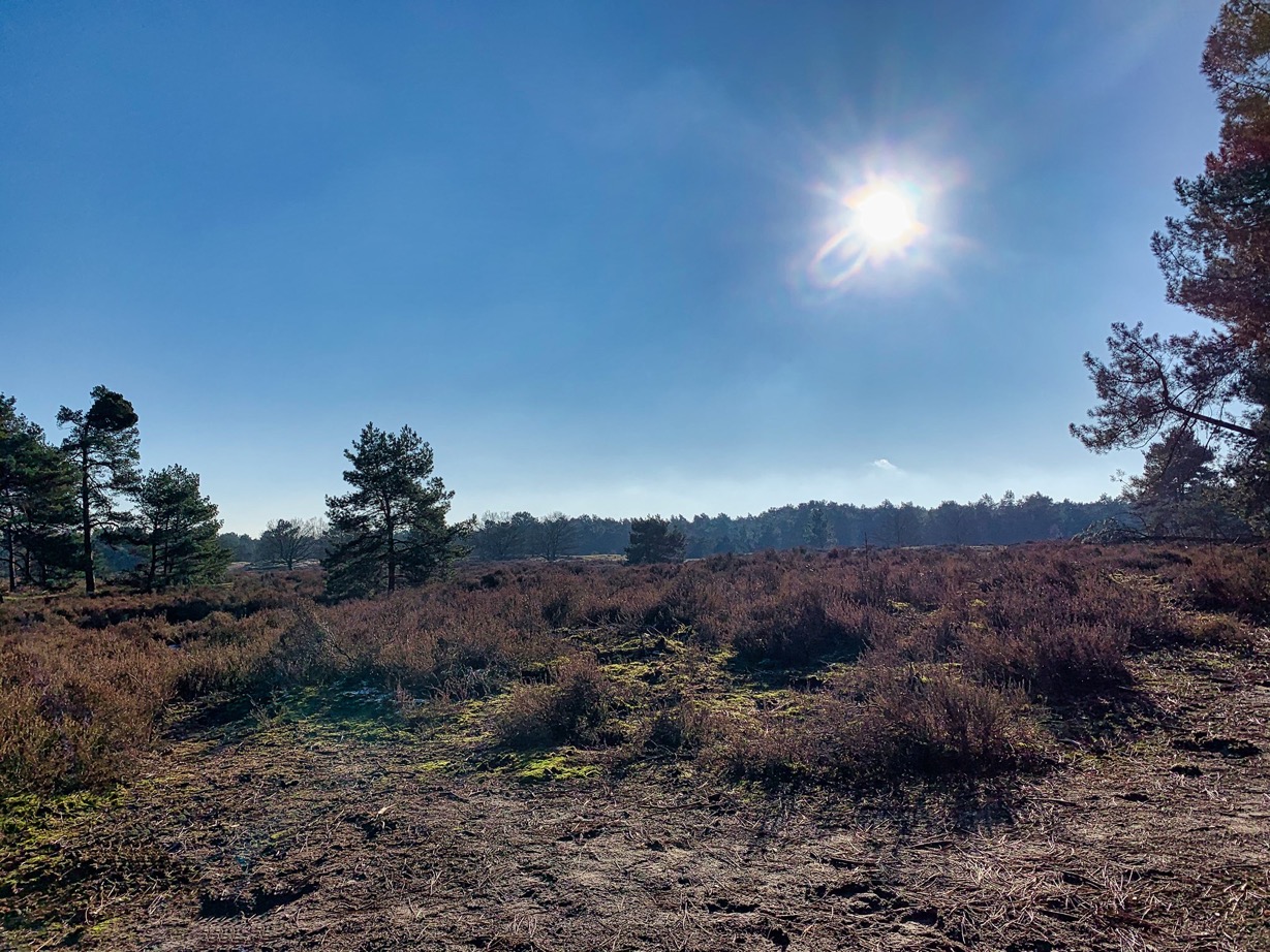 meerduinen